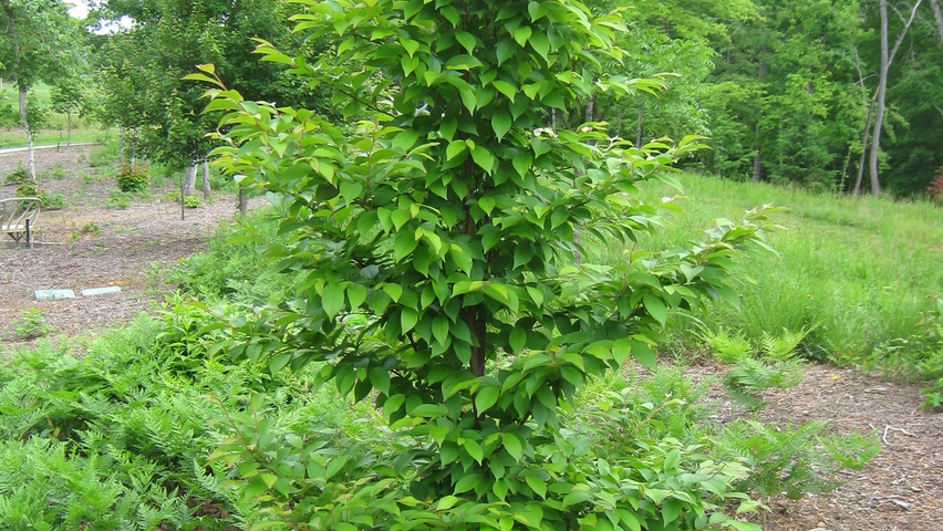 Stewartia monadelpha beveerd