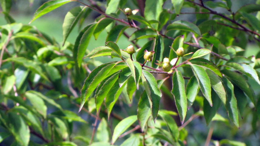 Stewartia monadelpha blad