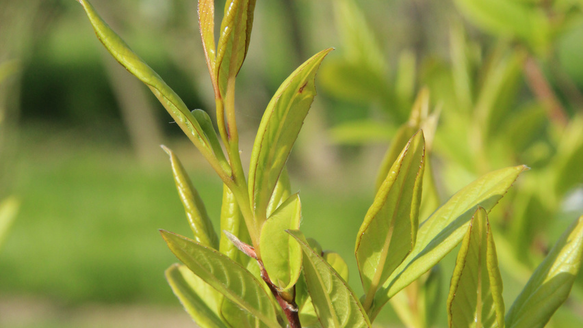 Stewartia monadelpha blad