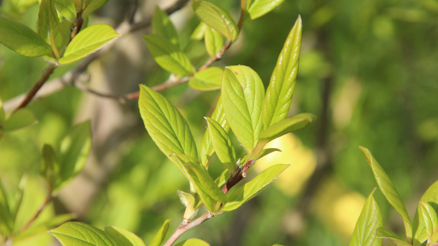 Stewartia monadelpha blad
