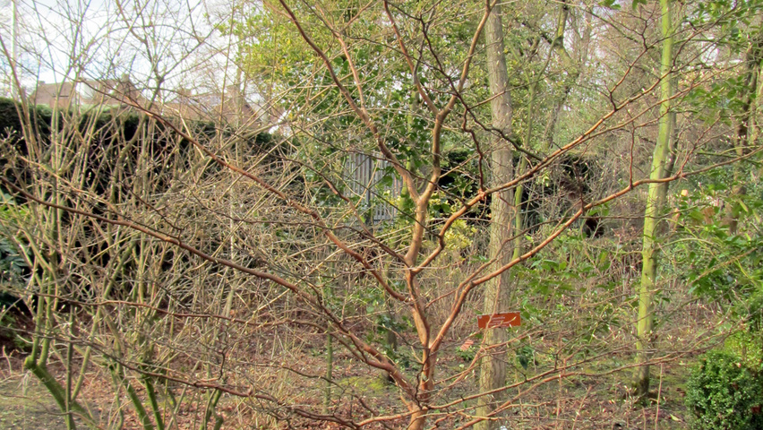Stewartia monadelpha solitair heesters