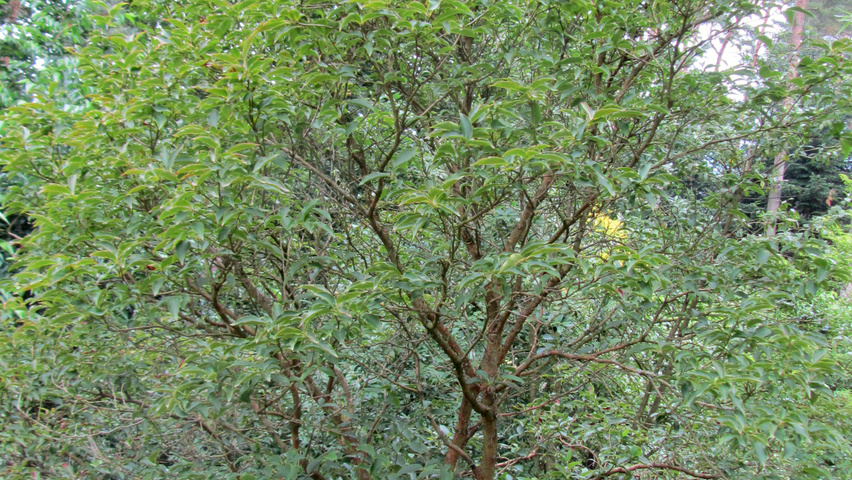 Stewartia monadelpha solitair heesters