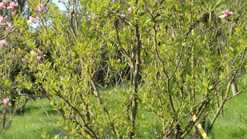 Stewartia monadelpha solitair heesters