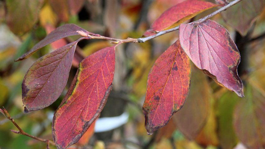 Stewartia pseudocamellia liście jesienią