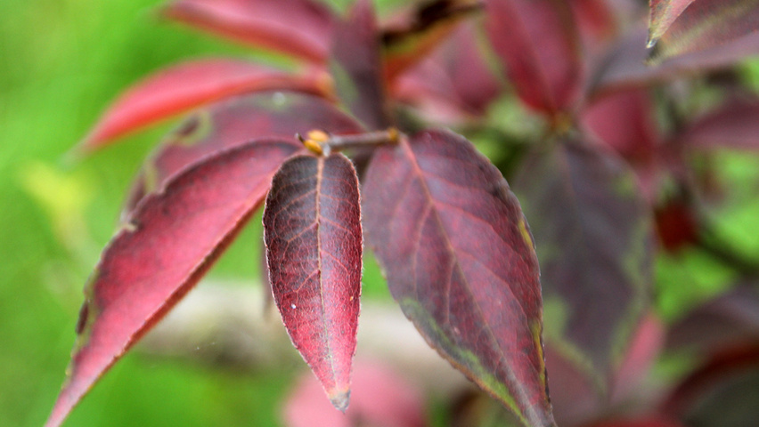 Stewartia pseudocamellia liście jesienią