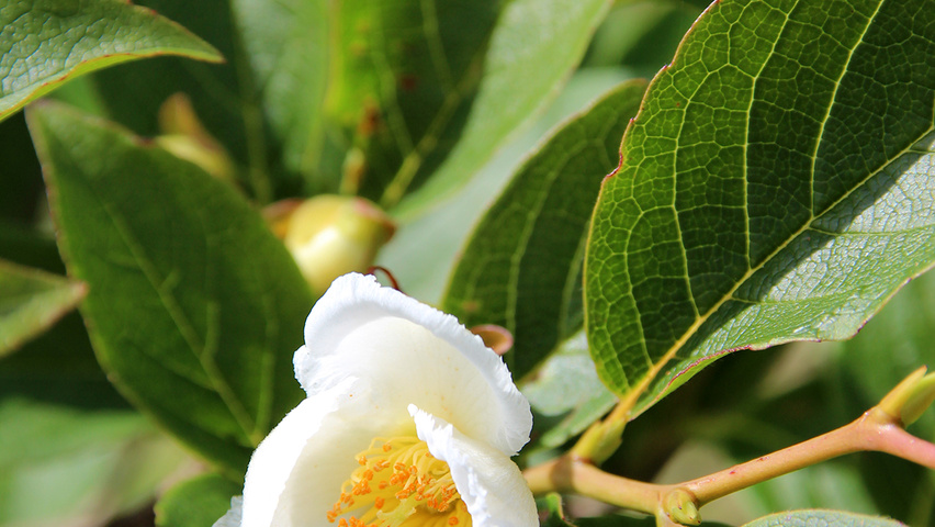Stewartia pseudocamellia kwiaty