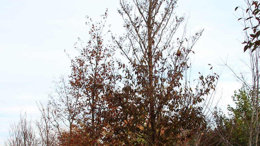 Stewartia pseudocamellia pienne