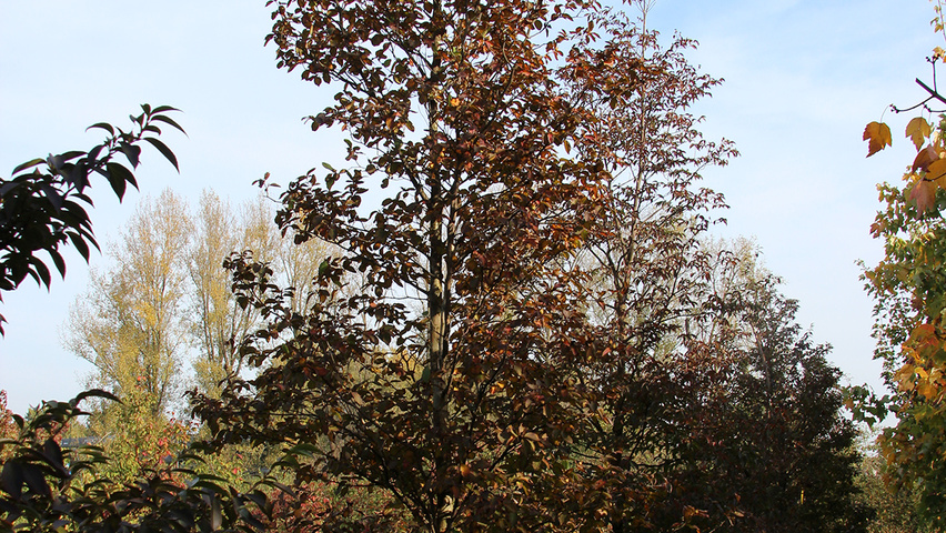 Stewartia pseudocamellia pienne