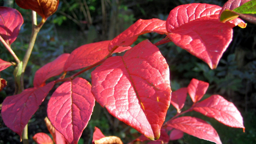 Stewartia pseudocamellia 'Koreana' autumn leaves