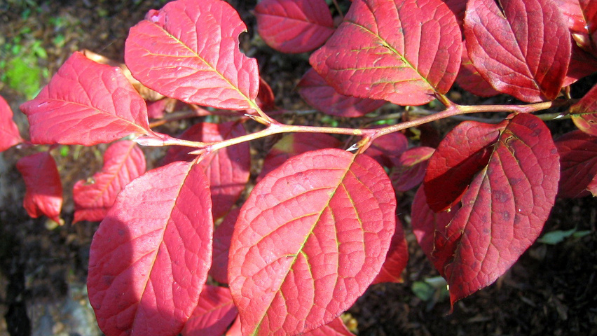 Stewartia pseudocamellia 'Koreana' autumn leaves