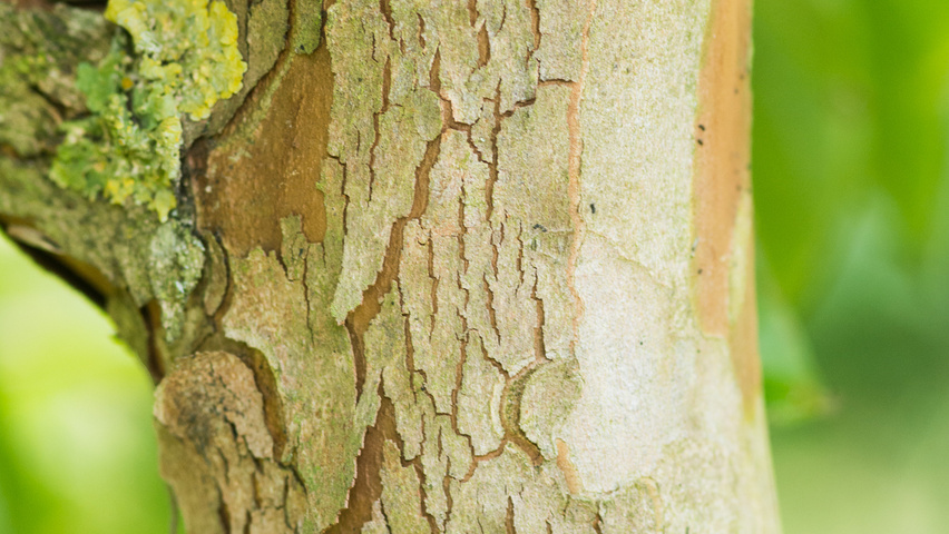 Stewartia pseudocamellia 'Koreana' bark