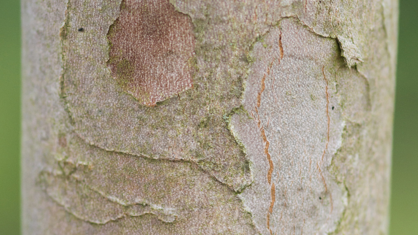 Stewartia pseudocamellia 'Koreana' bark