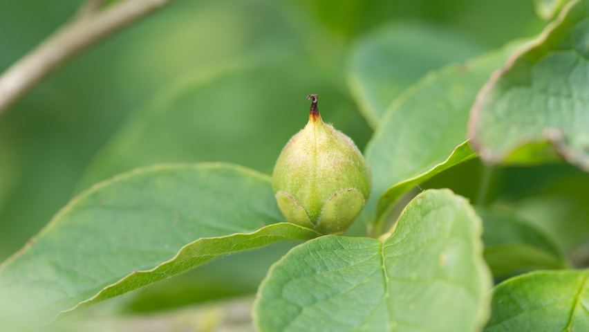 Stewartia pseudocamellia 'Koreana' fruits