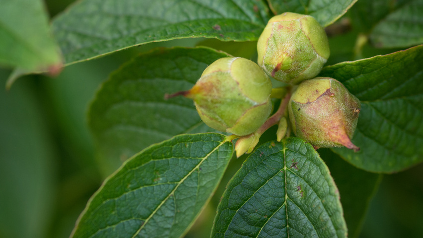 Stewartia pseudocamellia 'Koreana' fruits