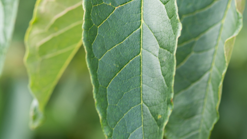 Stewartia pseudocamellia 'Koreana' leaves