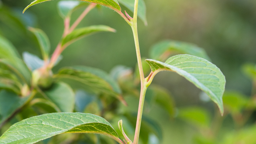Stewartia pseudocamellia 'Koreana' twigs