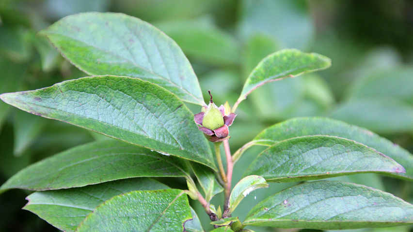 Stewartia pseudocamellia liście
