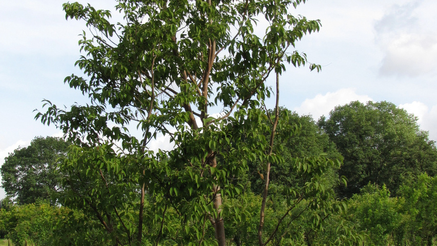Stewartia pseudocamellia wielopniowy