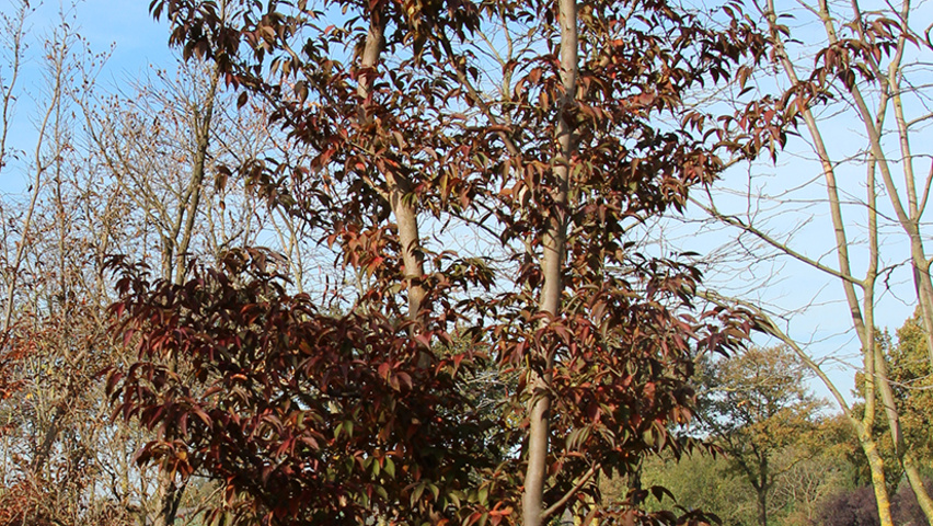 Stewartia pseudocamellia wielopniowy