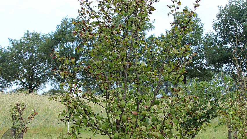 Stewartia pseudocamellia krzewy soliterowe
