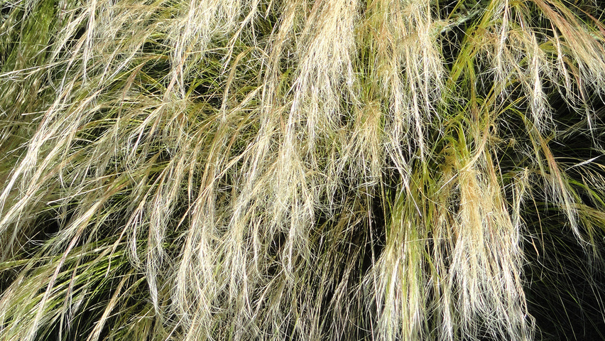 Stipa tenuissima flowers