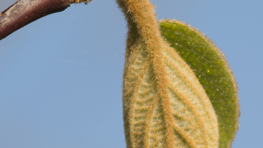 Styrax obassia leaves