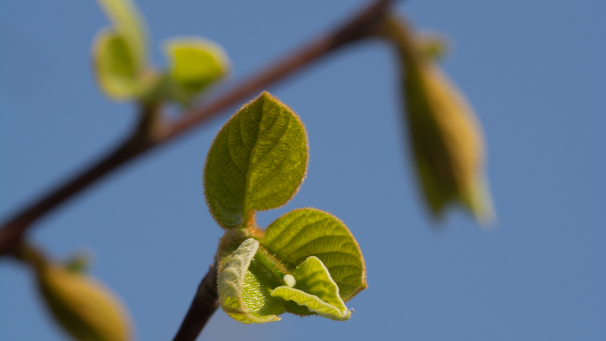 Styrax obassia leaves