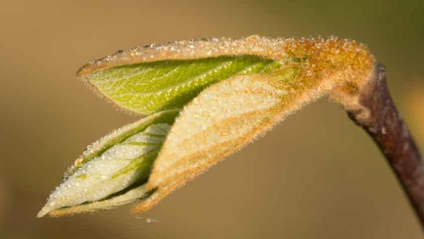Styrax obassia leaves