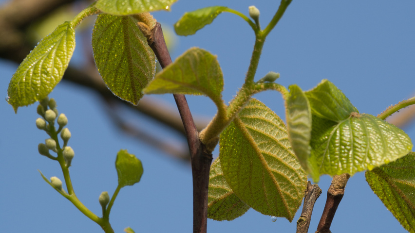Styrax obassia twigs