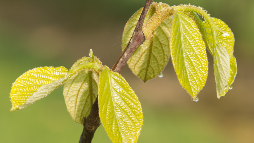 Styrax obassia leaves
