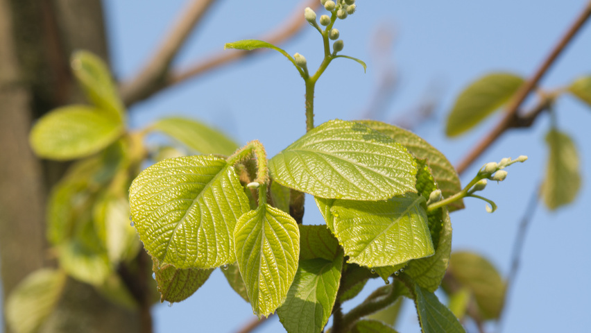Styrax obassia leaves