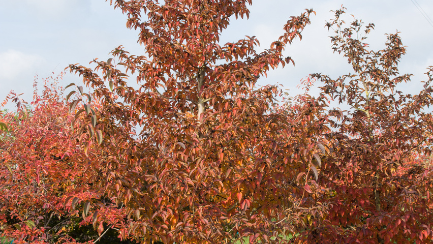 Stewartia pseudocamellia 'Koreana' standard tree