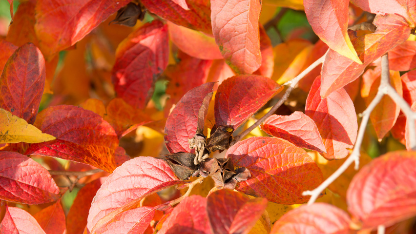 Stewartia pseudocamellia 'Koreana' autumn leaves