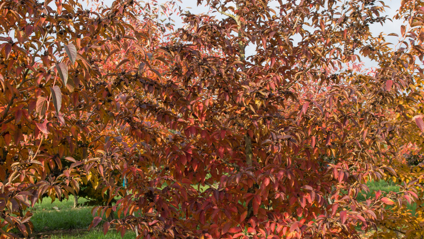 Stewartia pseudocamellia 'Koreana' multi-stem