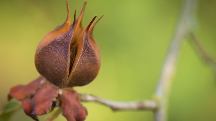 Stewartia pseudocamellia owoce