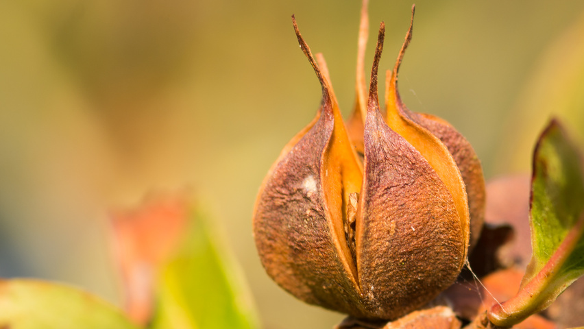 Stewartia pseudocamellia owoce