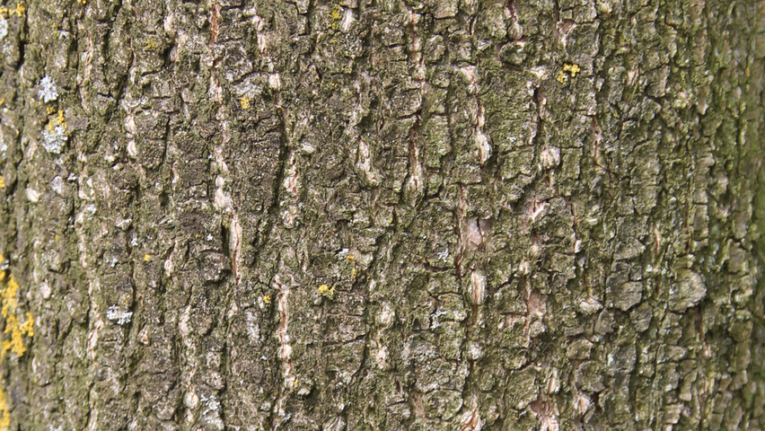 Styphnolobium japonicum tronc