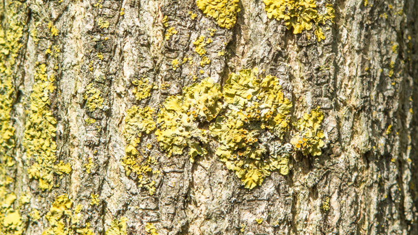 Styphnolobium japonicum tronc
