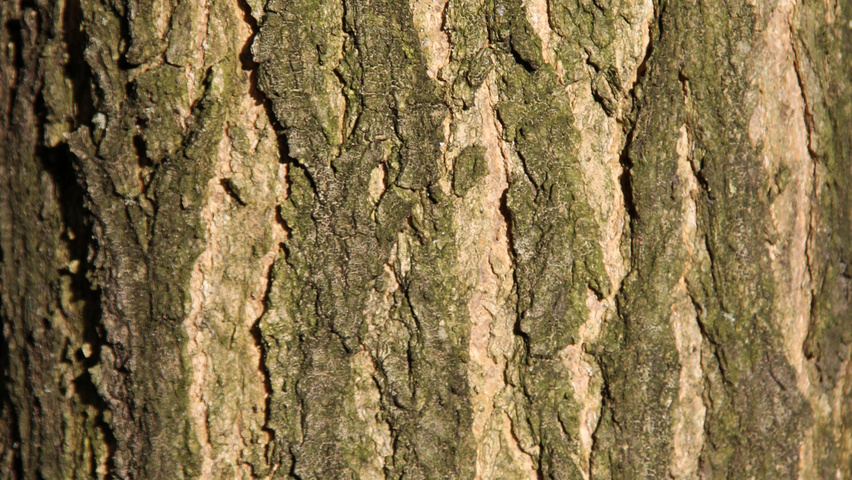 Styphnolobium japonicum tronc