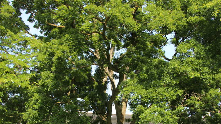 Styphnolobium japonicum caractéristiques