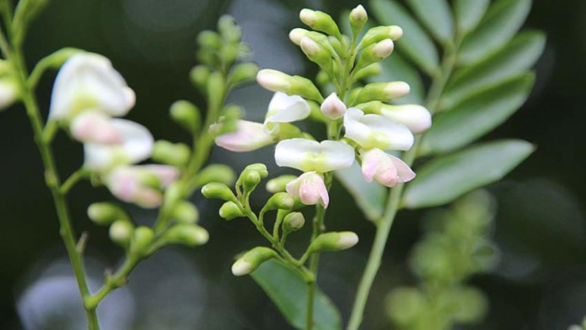 Styphnolobium japonicum 'Fleright' bloem