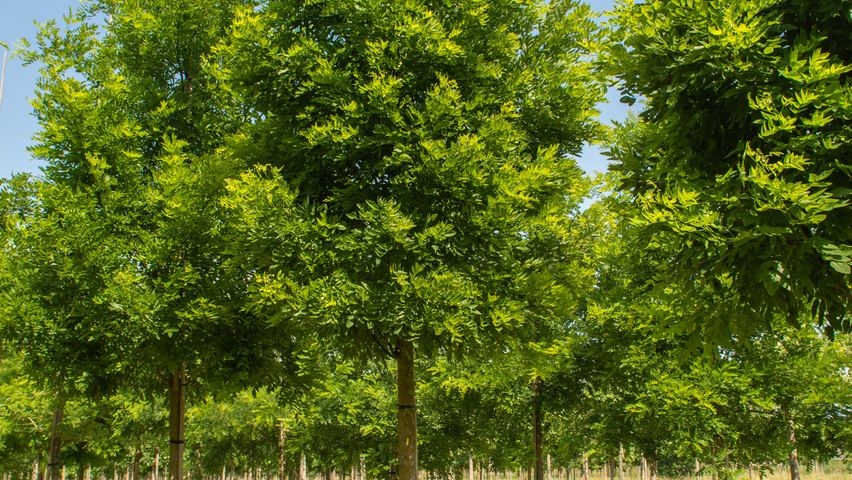 Styphnolobium japonicum 'Fleright' hoogstam