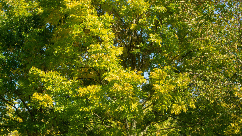 Styphnolobium japonicum 'Fleright' hoogstam