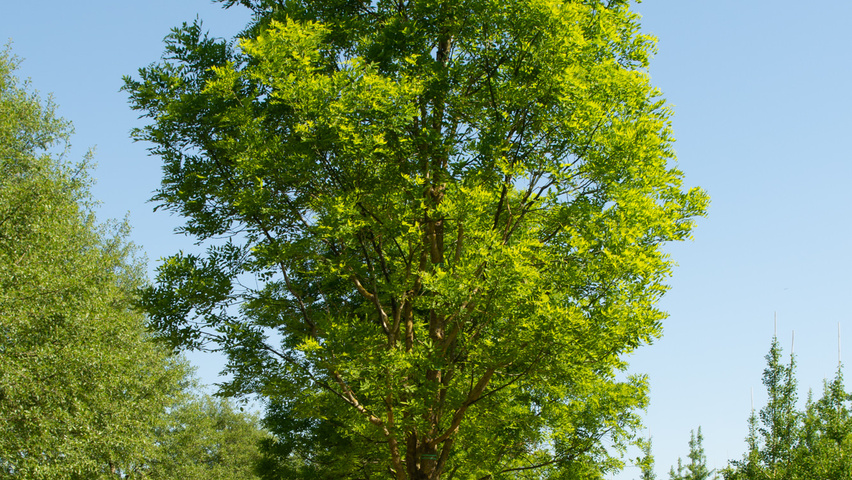 Styphnolobium japonicum 'Fleright' hoogstam