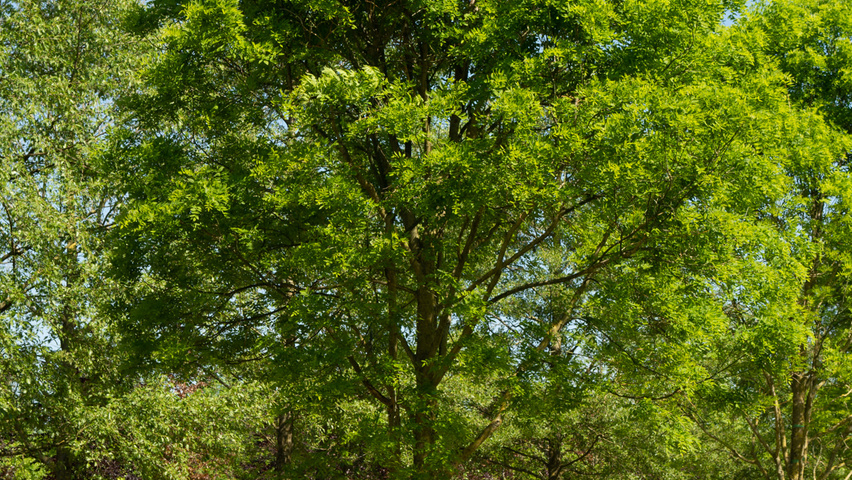 Styphnolobium japonicum 'Fleright' hoogstam