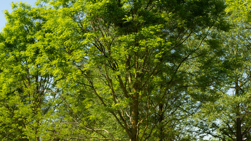 Styphnolobium japonicum 'Fleright' hoogstam