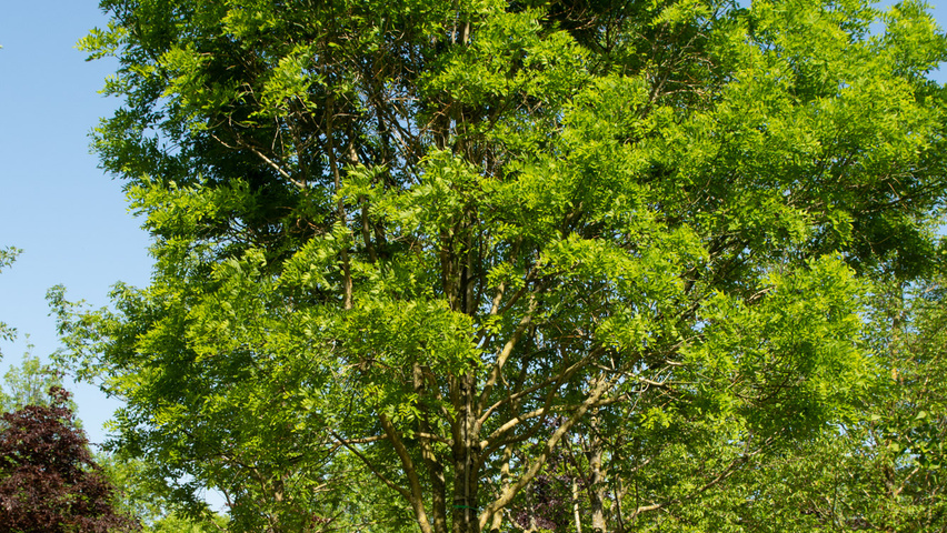 Styphnolobium japonicum 'Fleright' hoogstam