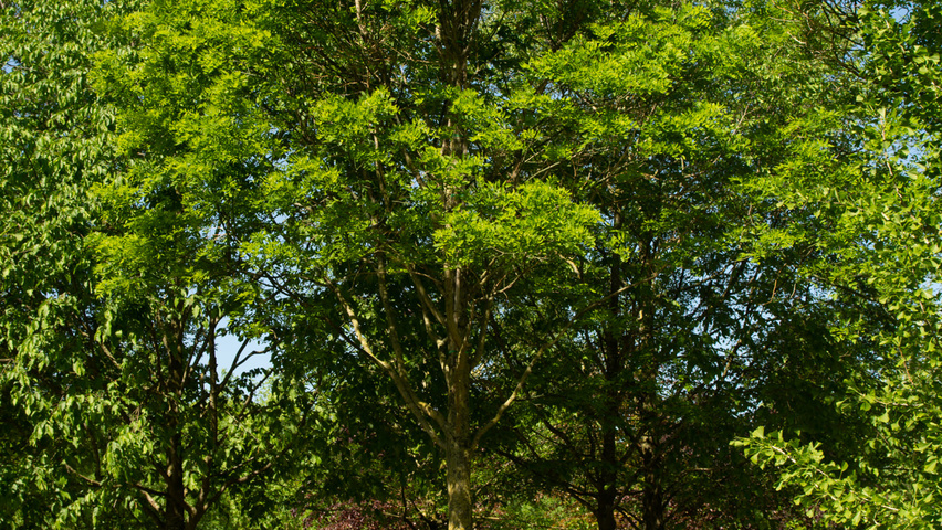 Styphnolobium japonicum 'Fleright' hoogstam