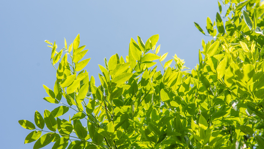 Styphnolobium japonicum 'Fleright' blad