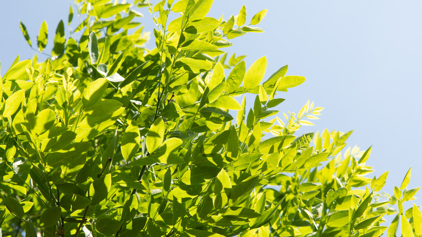 Styphnolobium japonicum 'Fleright' blad